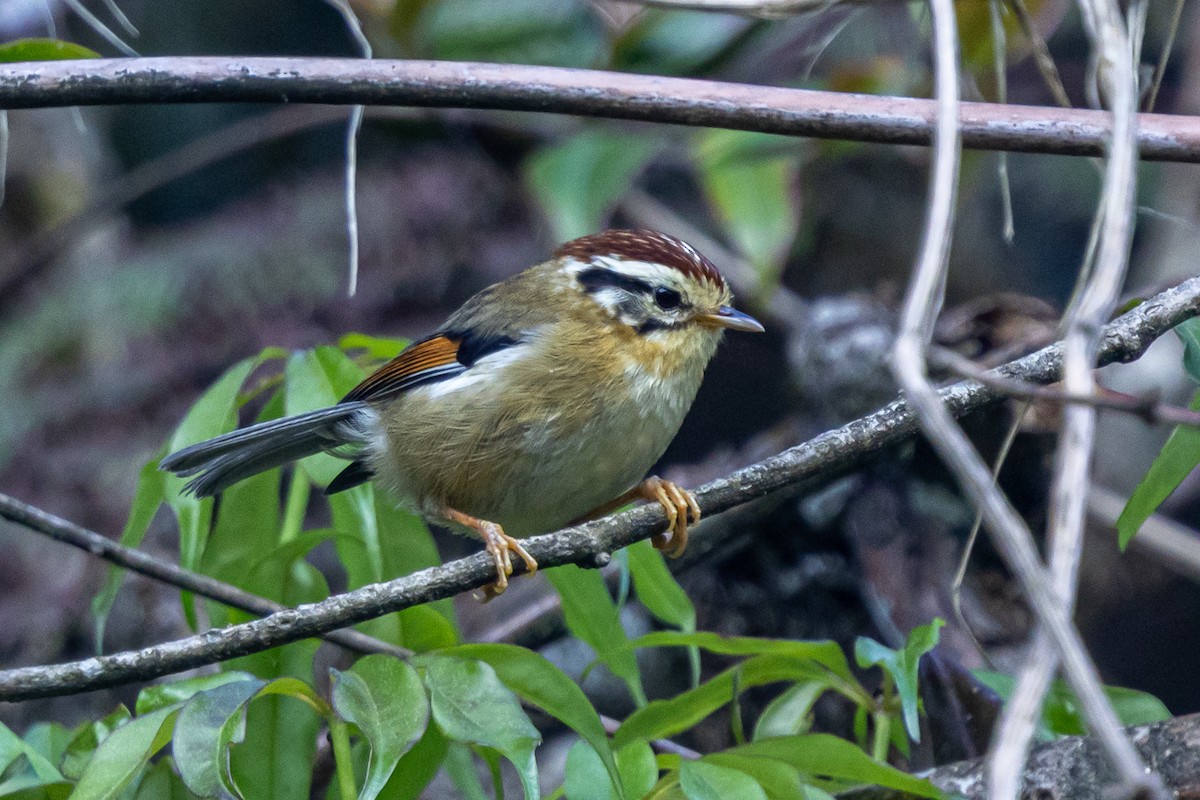 Rufous-winged Fulvetta - ML646178167