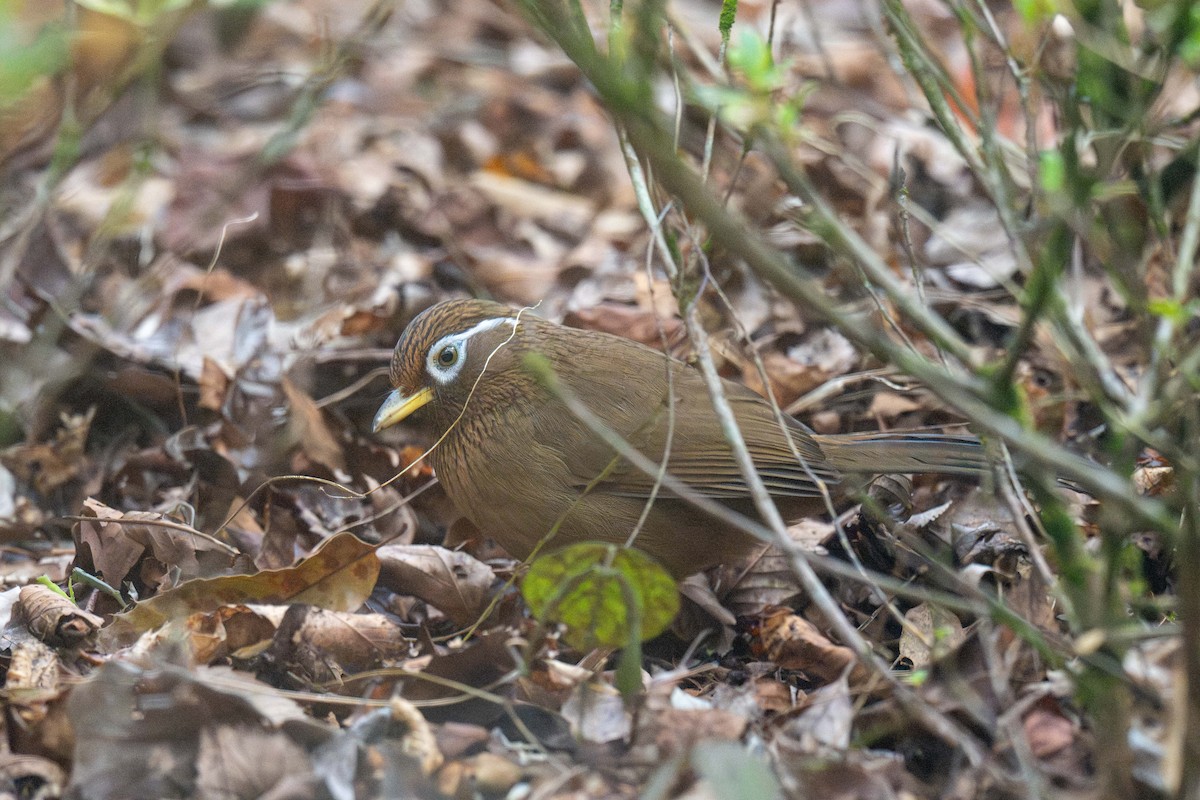 Chinese Hwamei - ML646178168