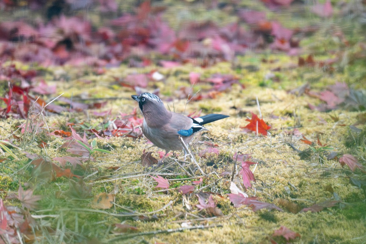Eurasian Jay (Japanese) - ML646178169