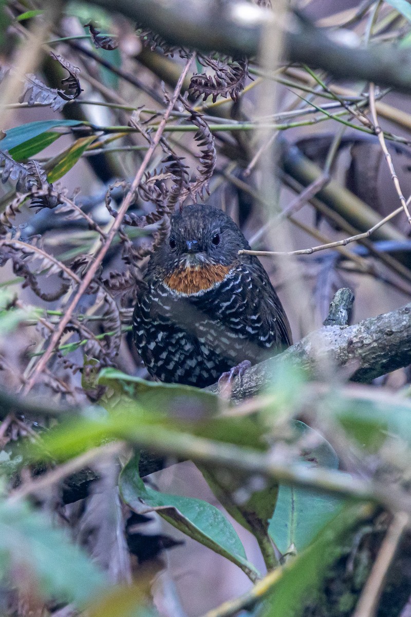 Mishmi Wren-Babbler - ML646178170