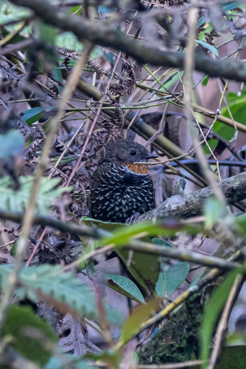 Mishmi Wren-Babbler - ML646178171