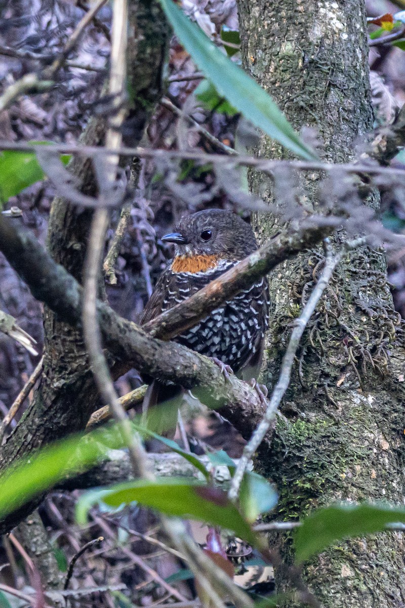 Mishmi Wren-Babbler - ML646178172