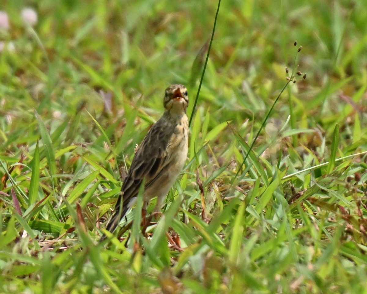 Paddyfield Pipit - ML646178174