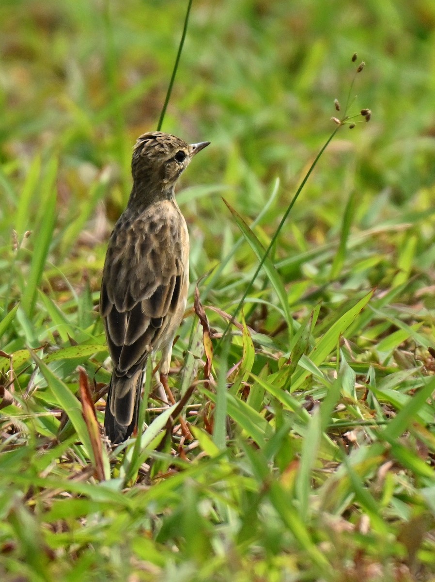 Paddyfield Pipit - ML646178175