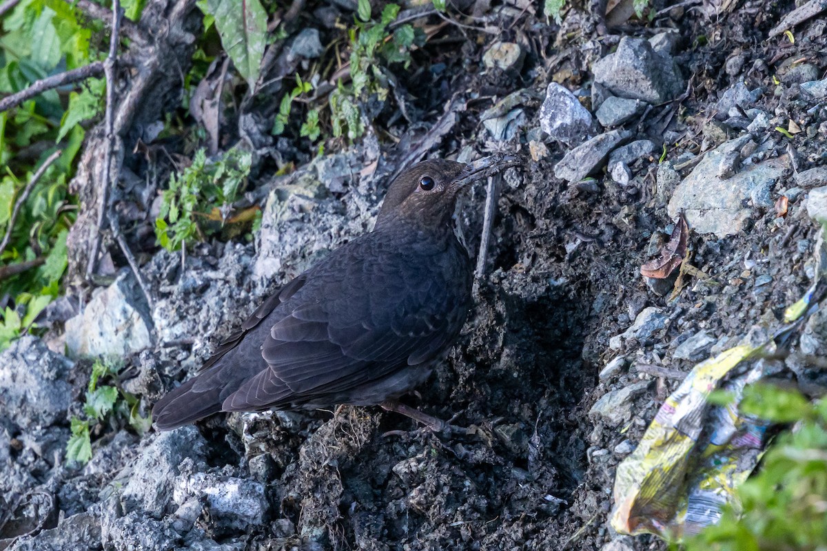 Long-billed Thrush - ML646178176