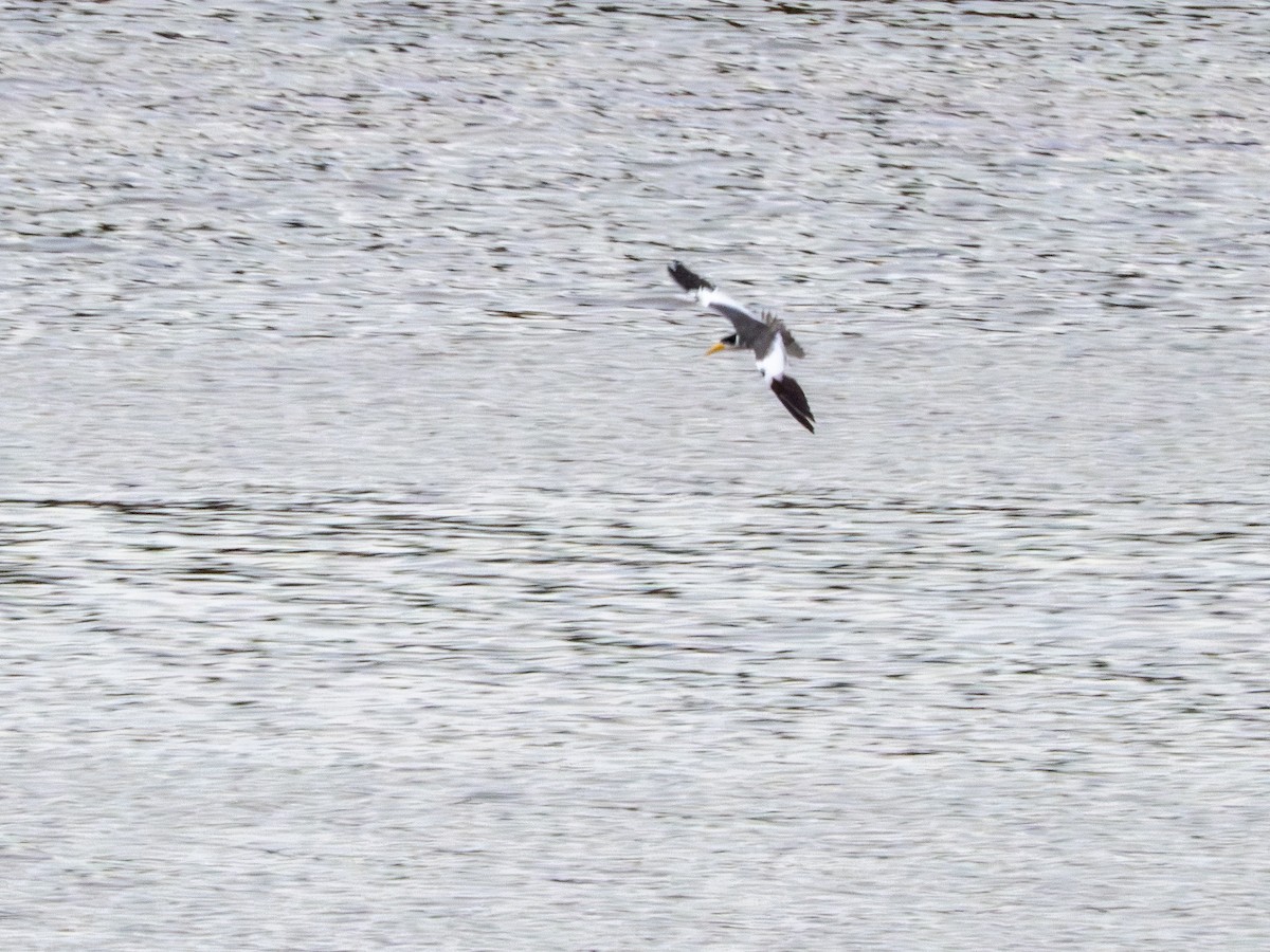 Large-billed Tern - ML646178179