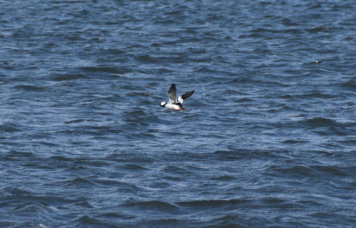 Bufflehead - ML646178182