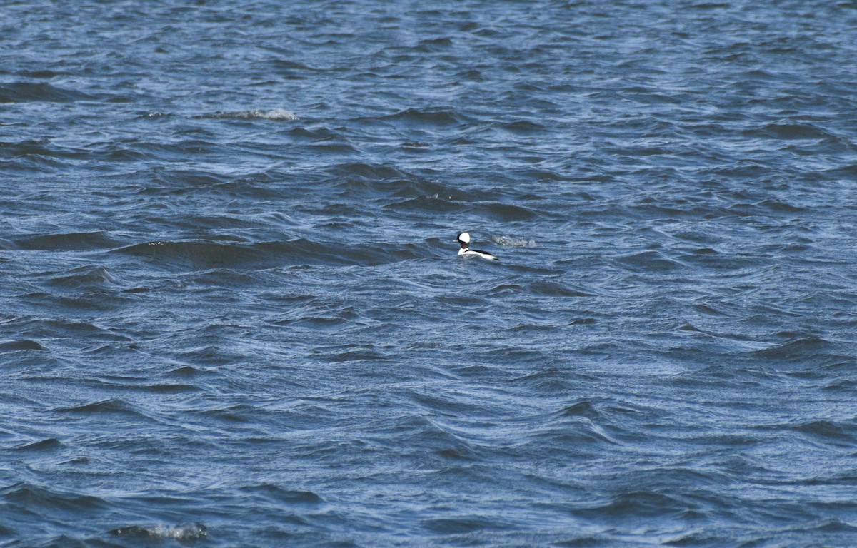 Bufflehead - ML646178183