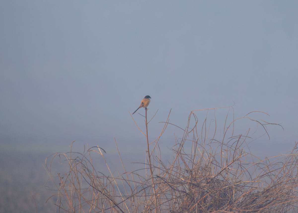 Long-tailed Shrike - ML646178186