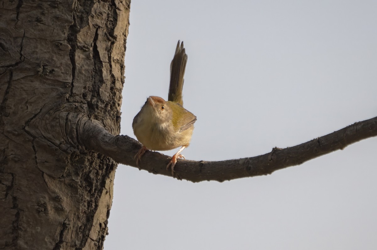 Common Tailorbird - ML646178187
