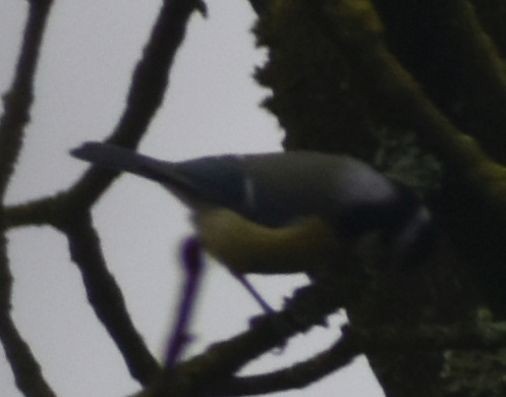 Eurasian Blue Tit - ML646178193