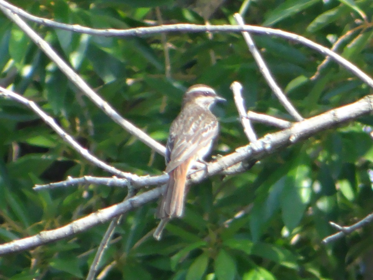 Variegated Flycatcher - ML646178194