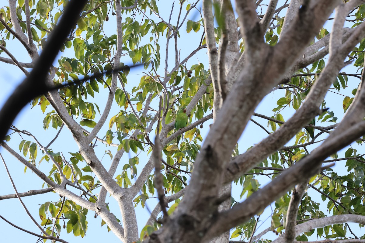 Orange-chinned Parakeet - ML646178195