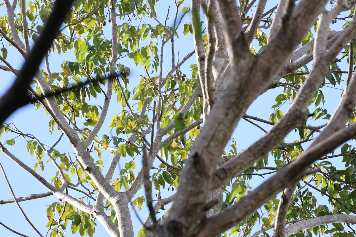 Orange-chinned Parakeet - ML646178196