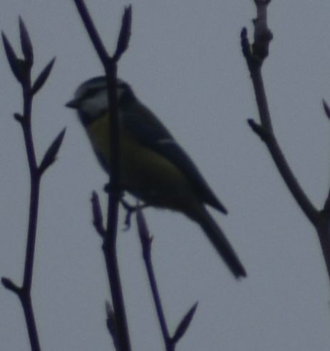 Eurasian Blue Tit - ML646178198