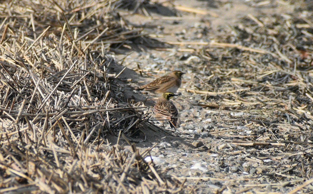 Horned Lark - ML646178199
