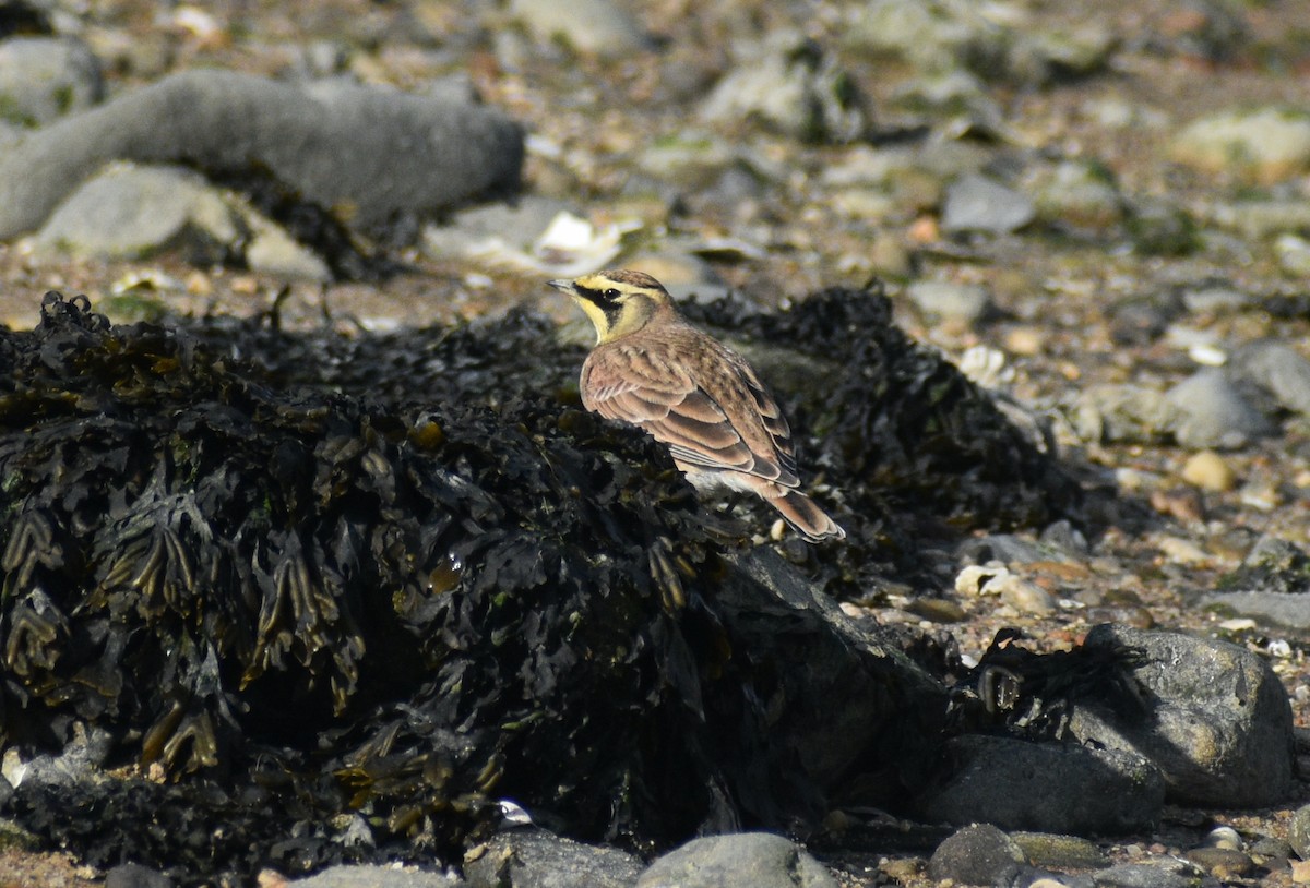 Horned Lark - ML646178200