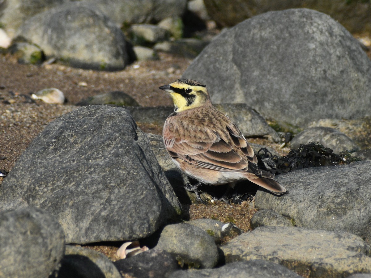 Horned Lark - ML646178201