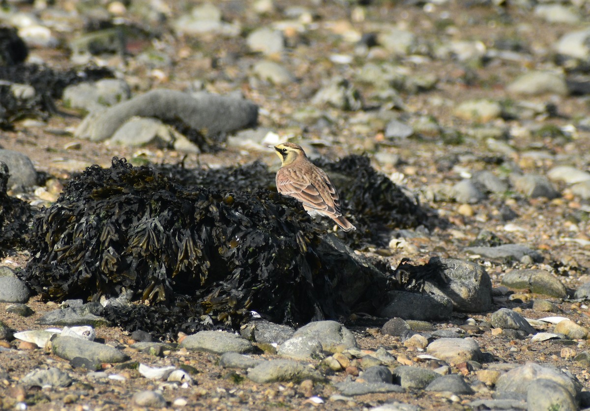 Horned Lark - ML646178202