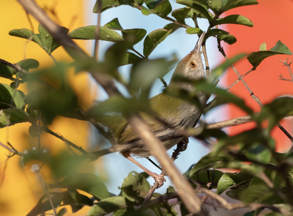 Common Tailorbird - ML646178203