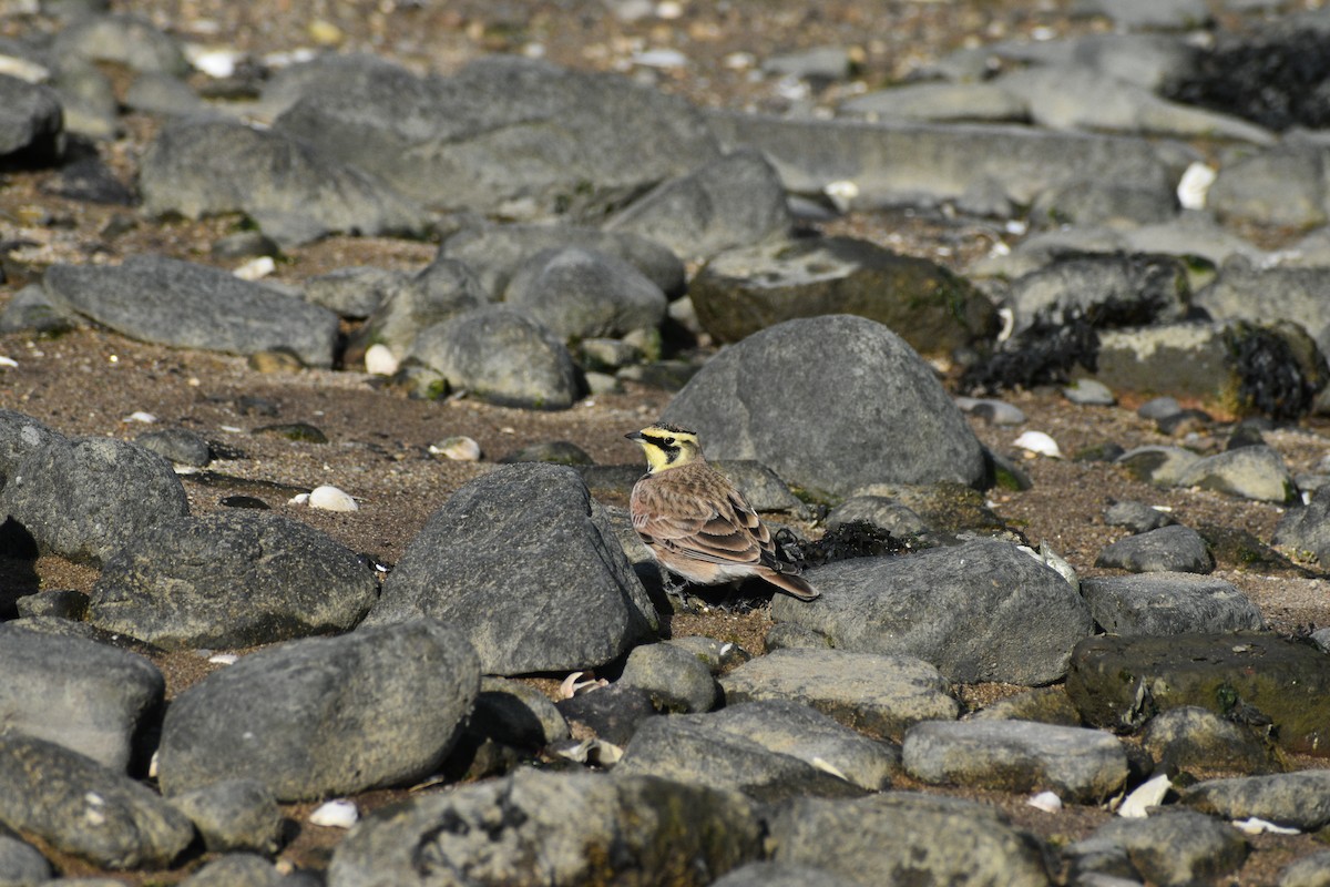 Horned Lark - ML646178204