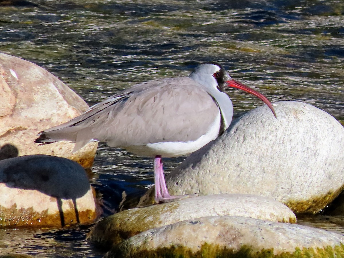 Ibisbill - ML646178205