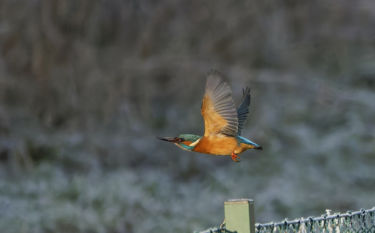 Common Kingfisher - ML646178206