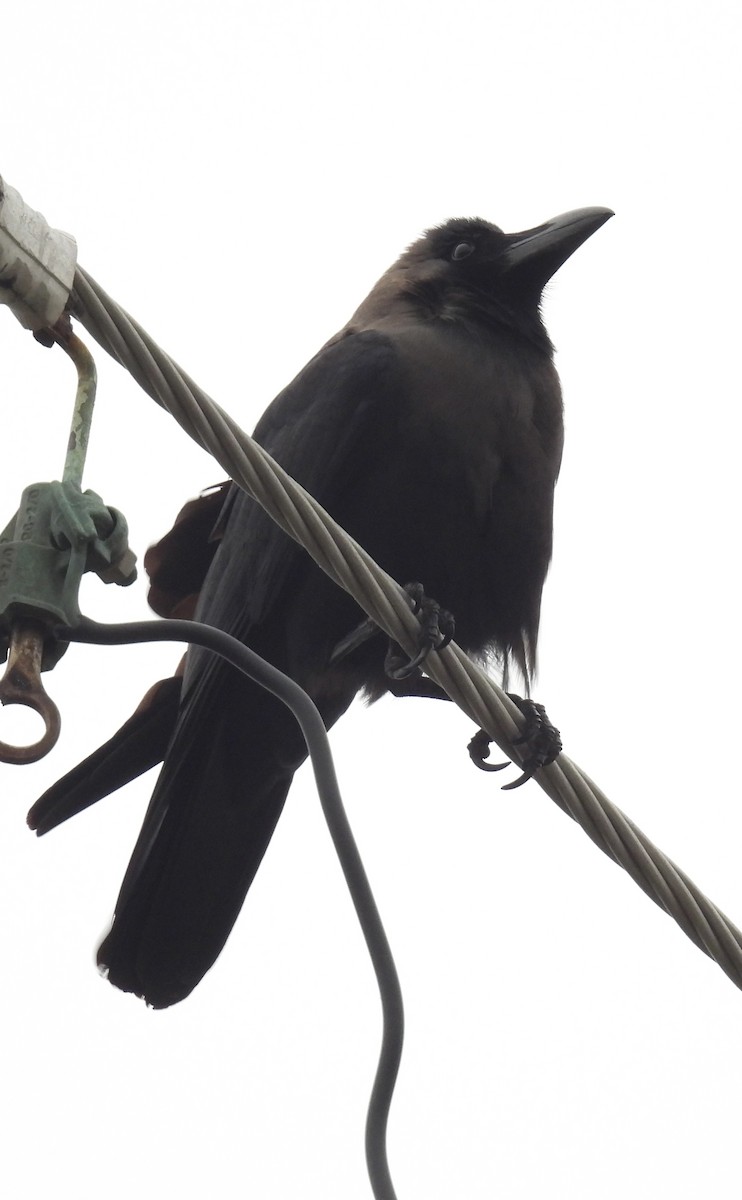 Домовая ворона - ML646178207