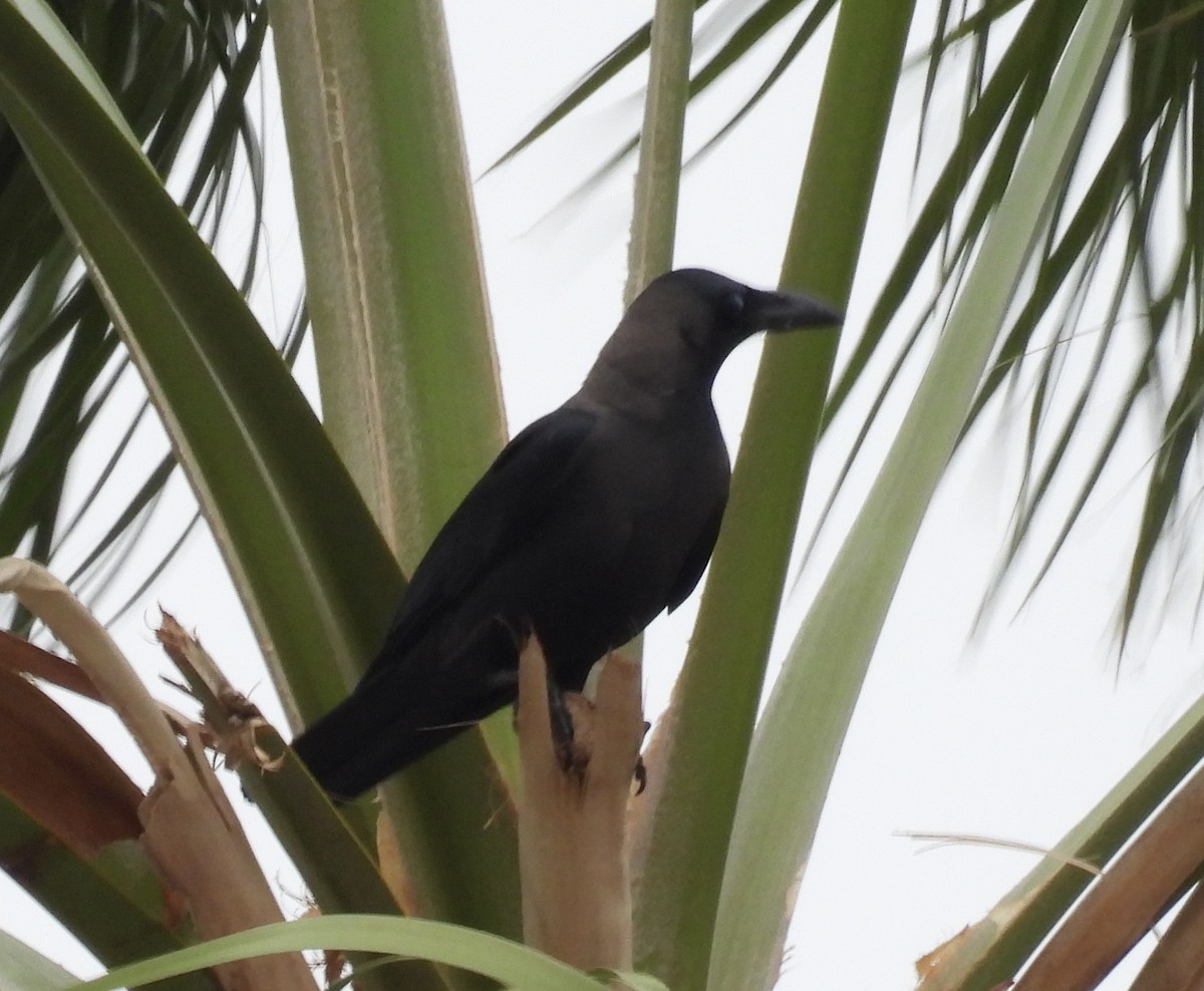 Домовая ворона - ML646178208