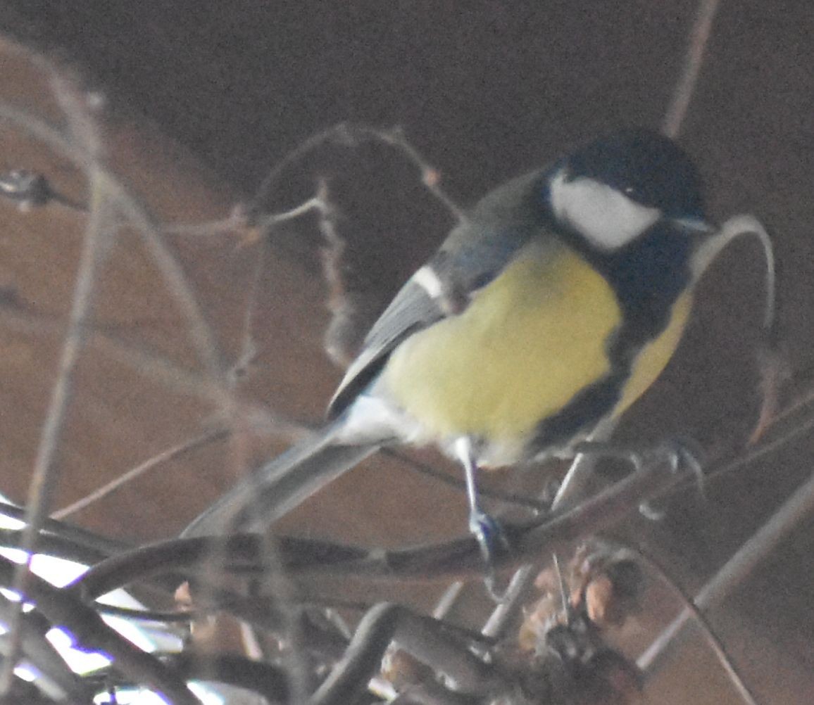 Great Tit - ML646178209