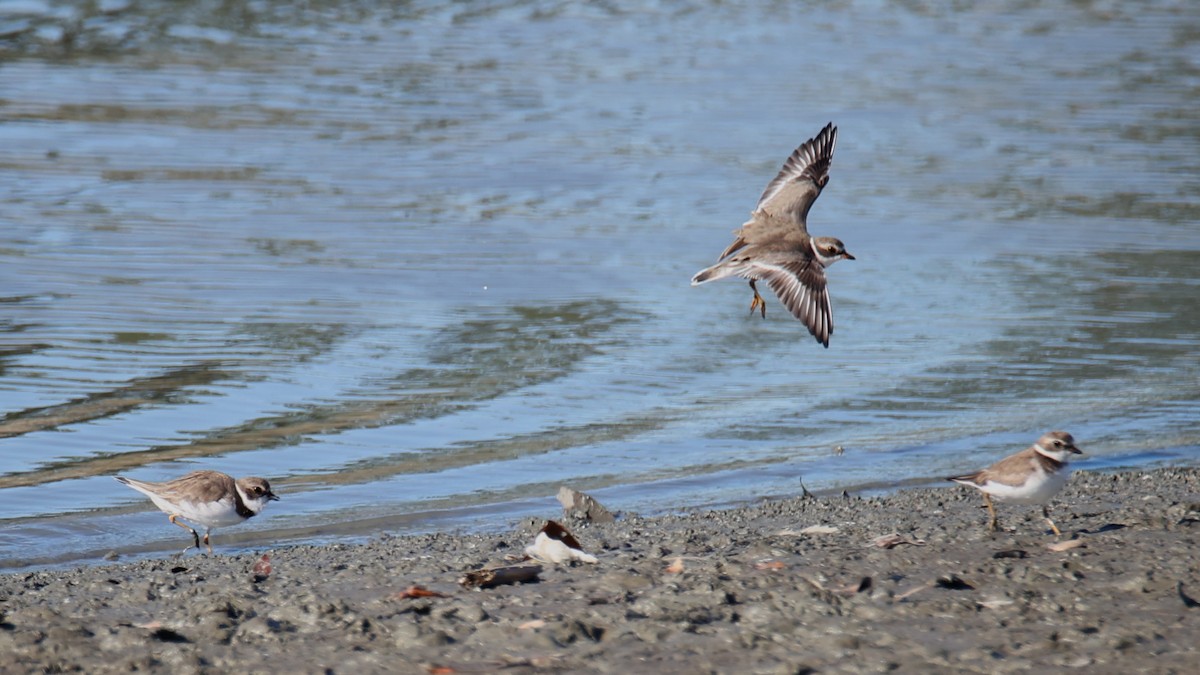 Semipalmated Plover - ML646178210