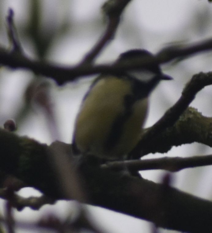 Great Tit - ML646178211