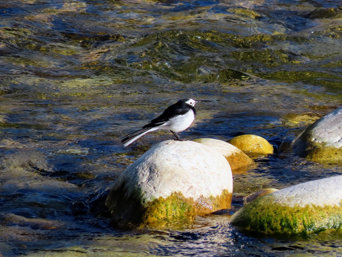 White Wagtail - ML646178213