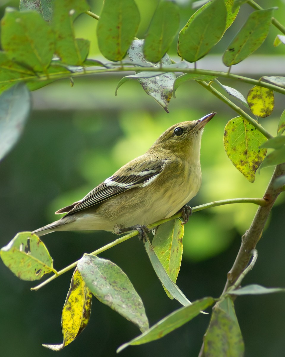 Bay-breasted Warbler - ML646178214