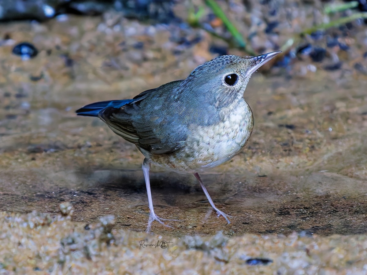 Siberian Blue Robin - ML646178215