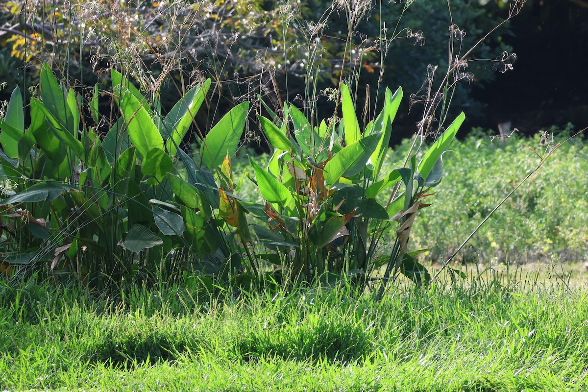Tropical Kingbird - ML646178216