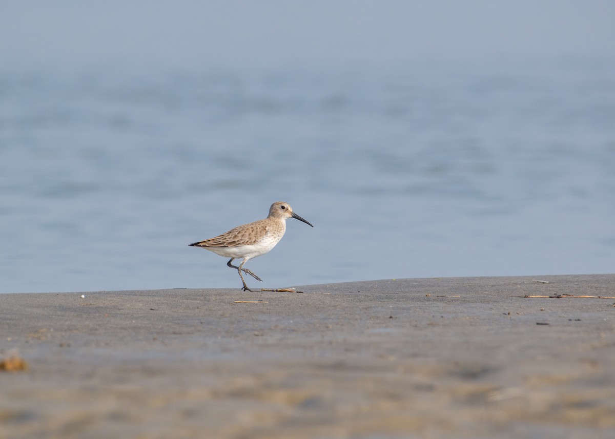 Dunlin - ML646178217