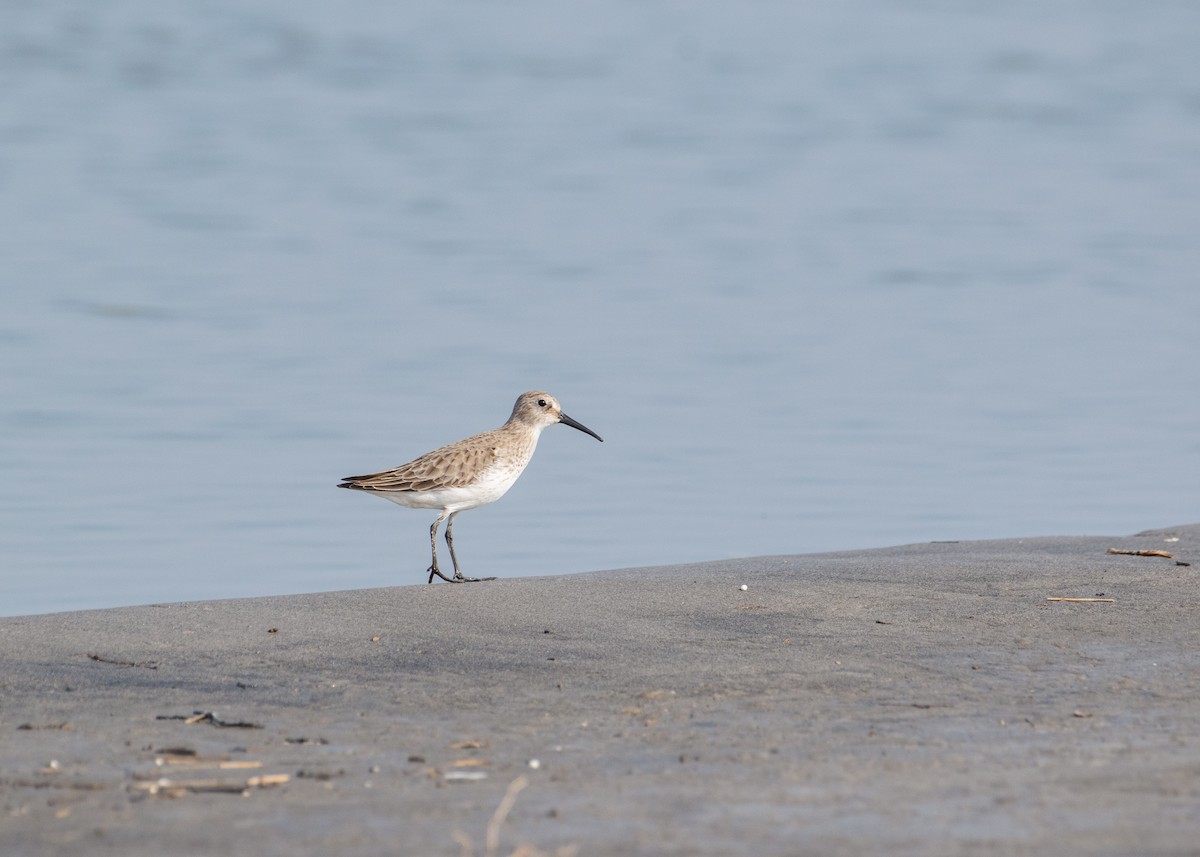 Dunlin - ML646178218