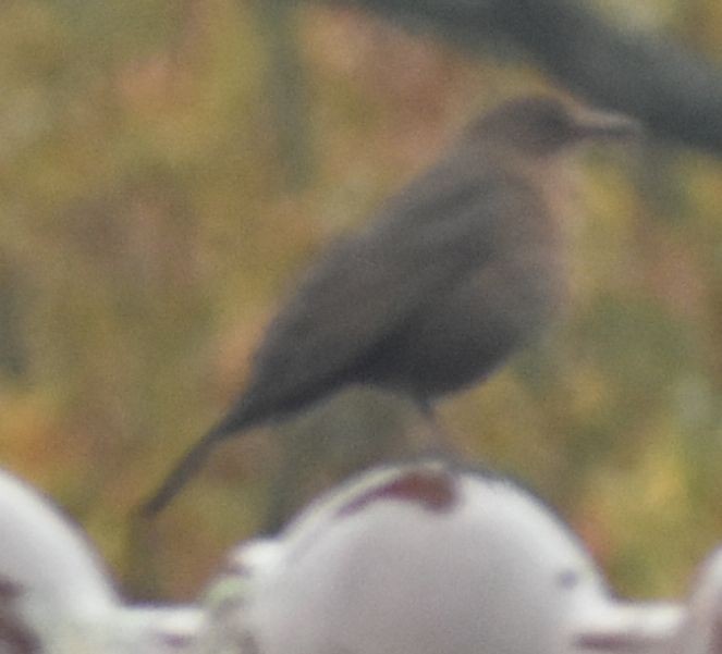 Eurasian Blackbird - ML646178221
