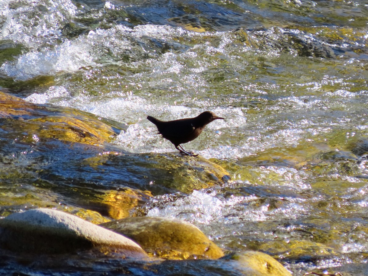 Brown Dipper - ML646178222