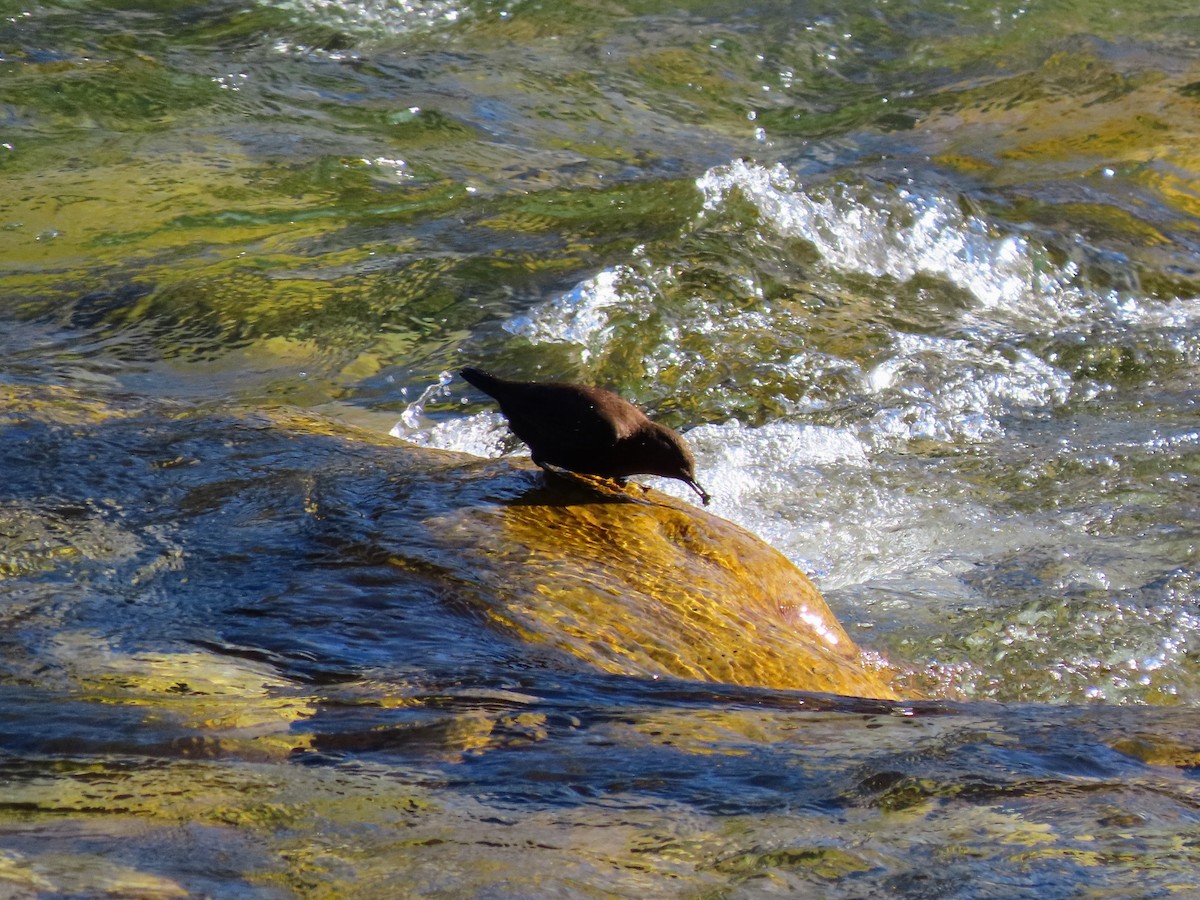 Brown Dipper - ML646178227