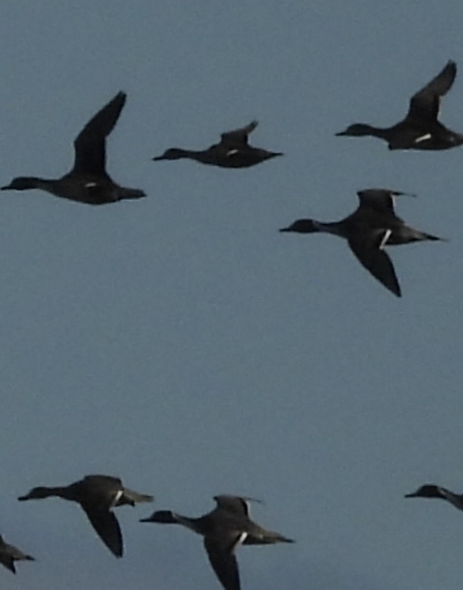 Northern Pintail - ML646178232