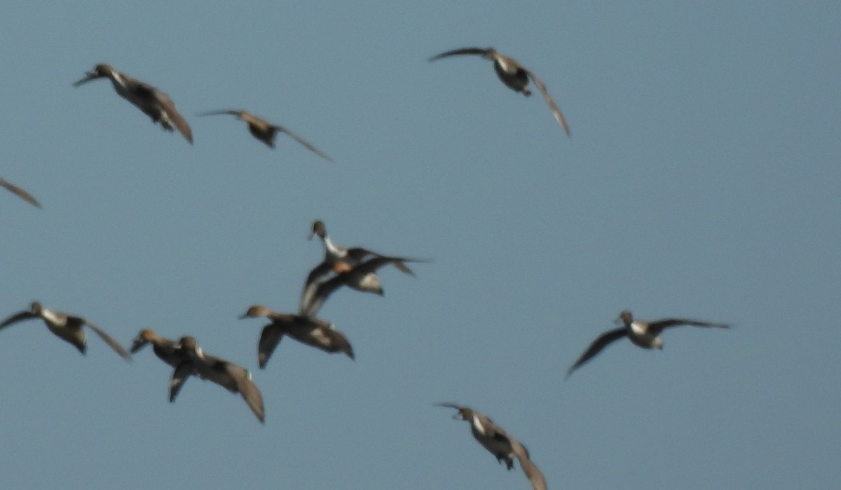 Northern Pintail - ML646178233