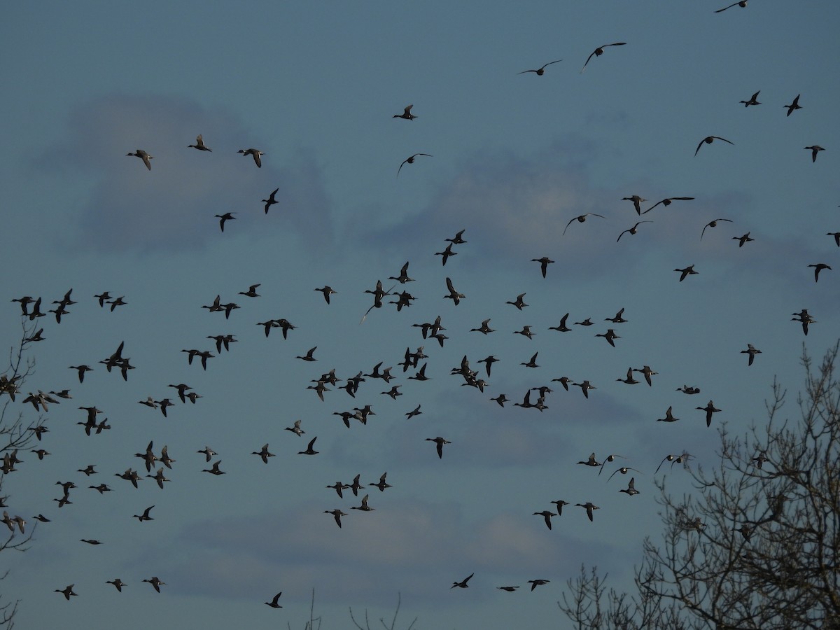Northern Pintail - ML646178234
