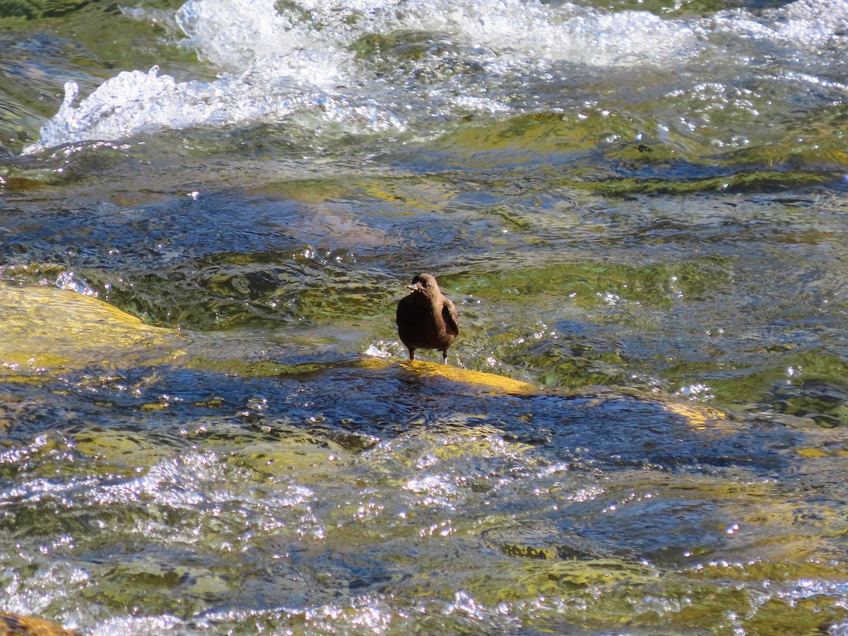 Brown Dipper - ML646178237