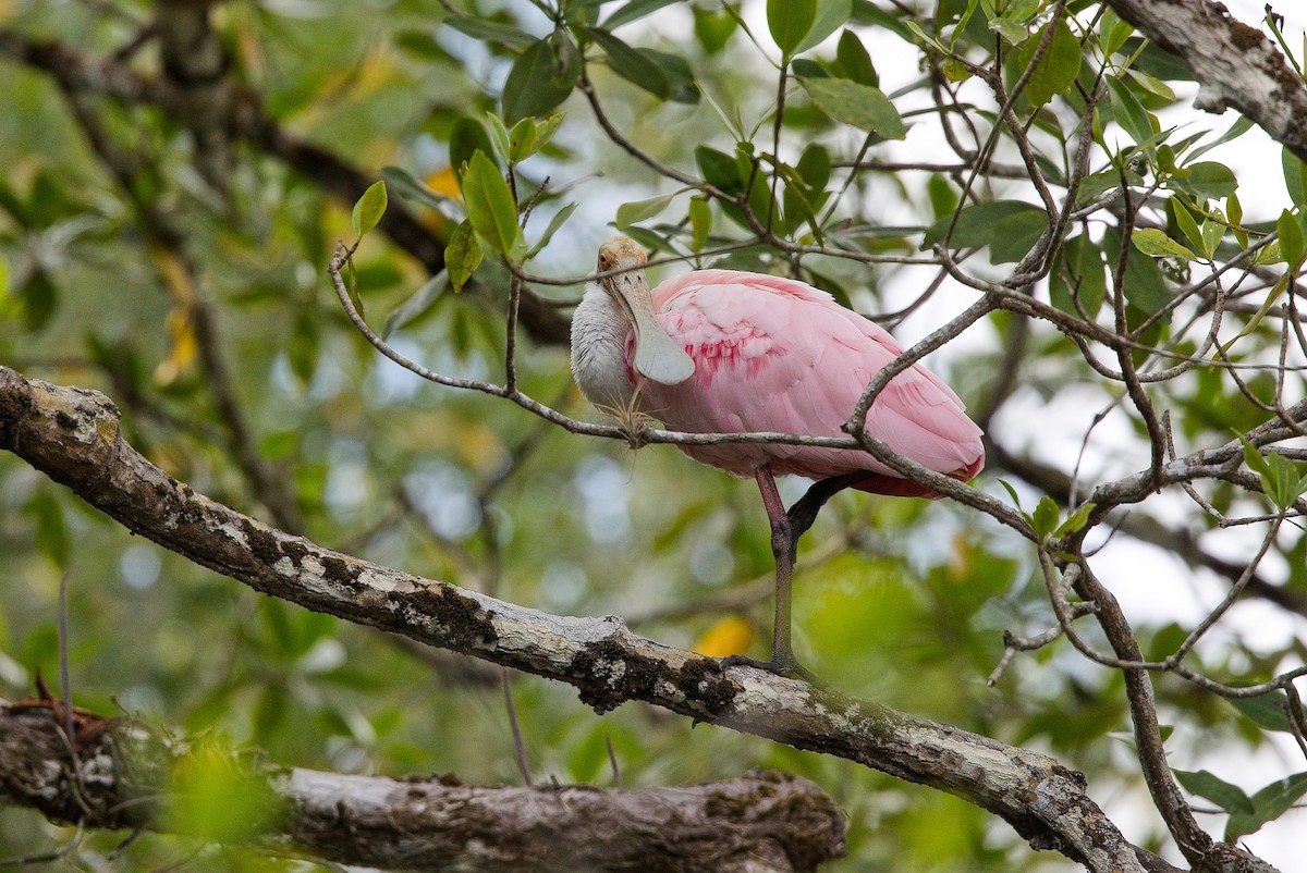 Roseate Spoonbill - ML646178244