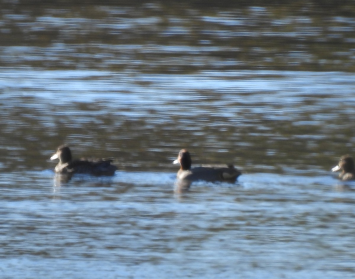 Green-winged Teal - ML646178246
