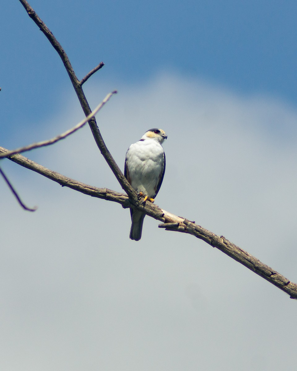 Pearl Kite - ML646178247