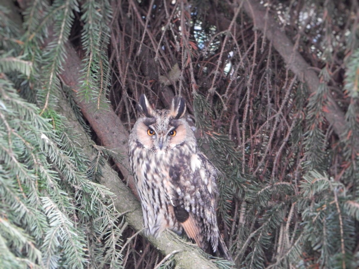 Long-eared Owl - ML646178249
