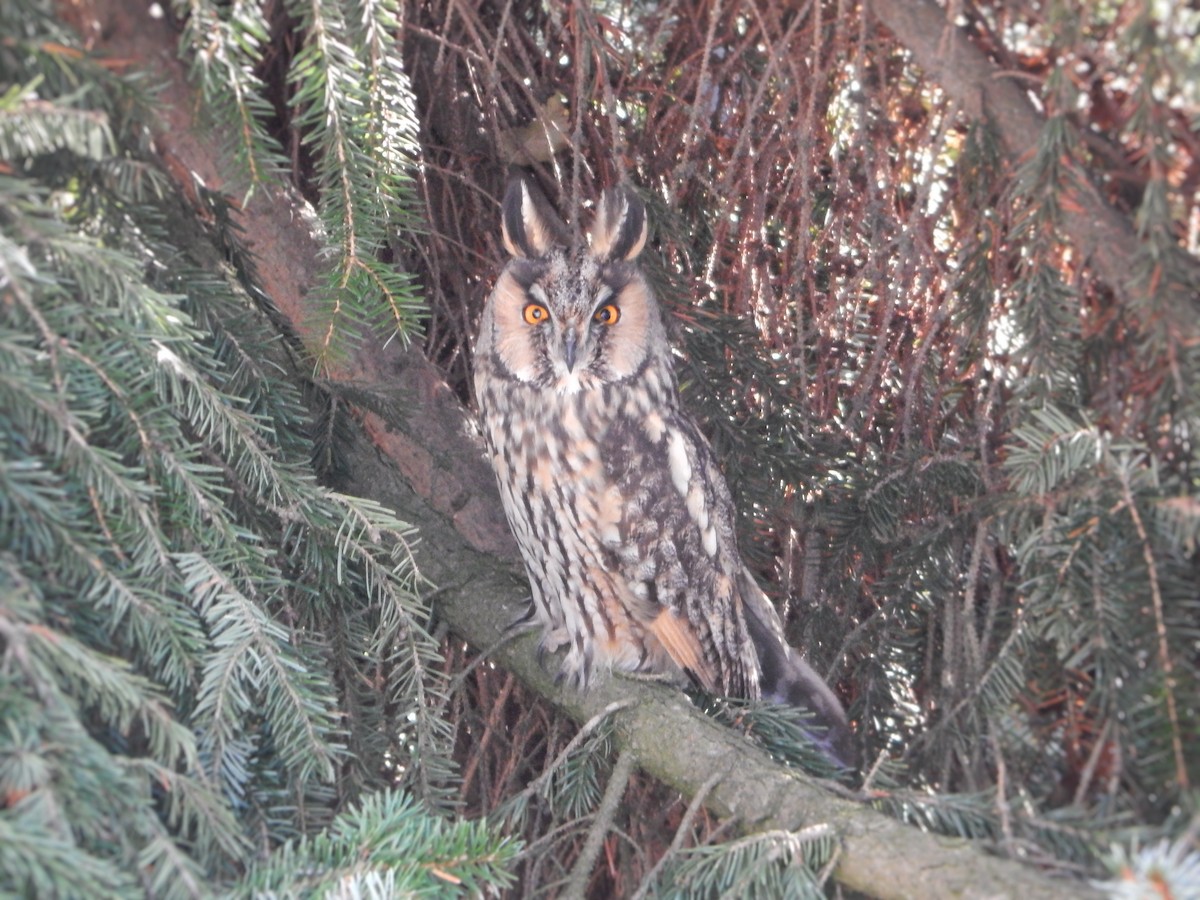 ינשוף עצים - ML646178250